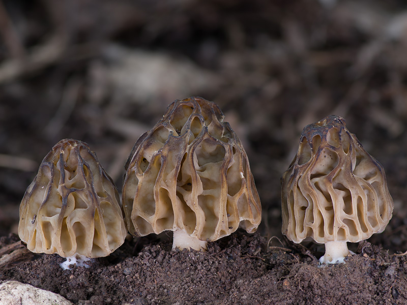 Morchella semilibera